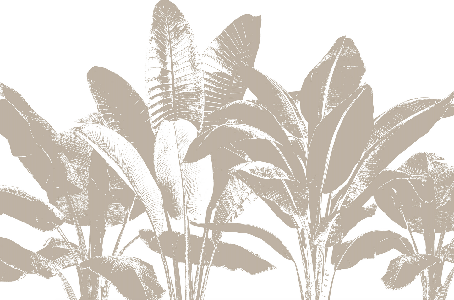 Hojas bananeras cafe