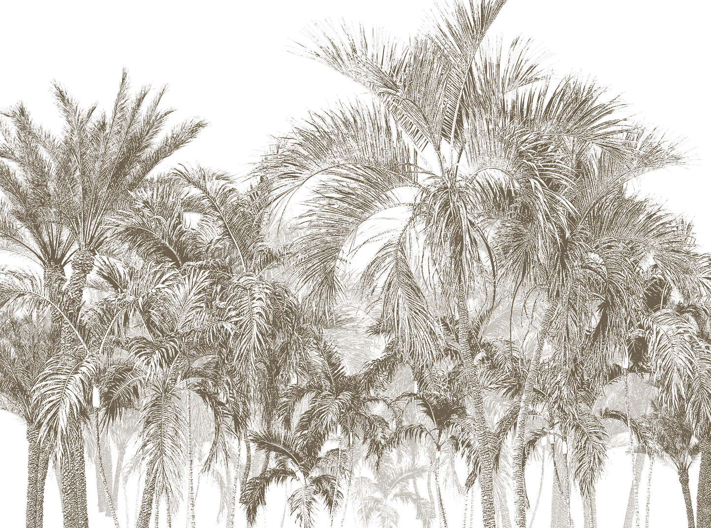 boscosa palma oscura