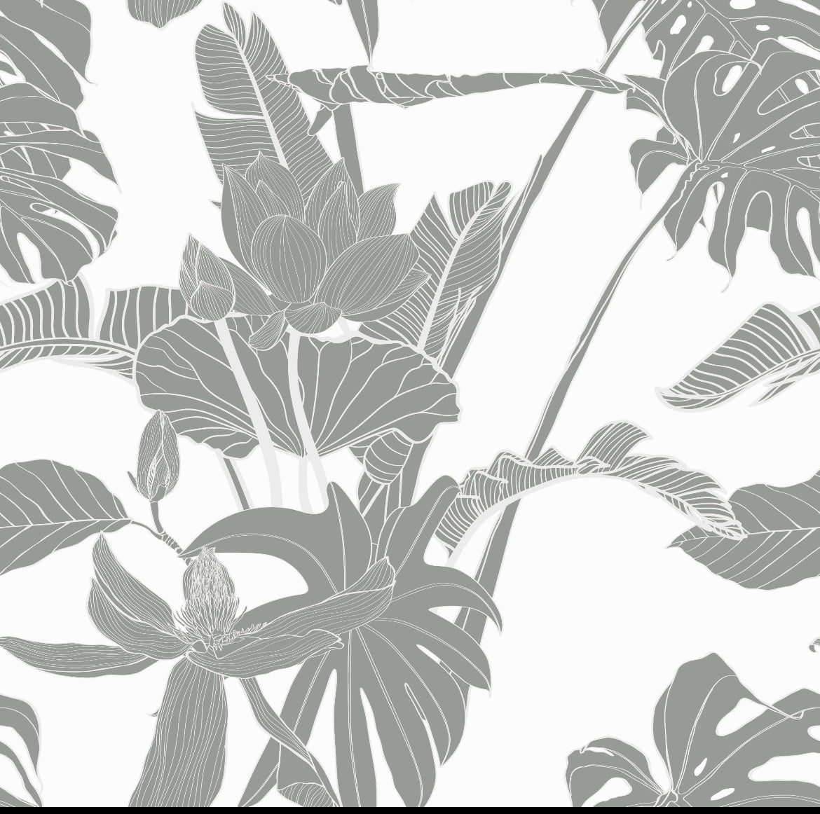 Monstera grandiosa