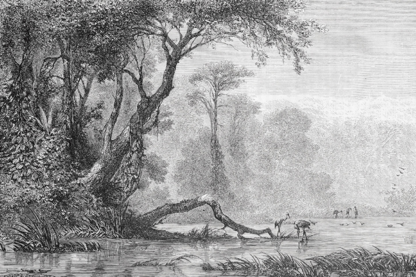 Árbol antiguo blanco y negro