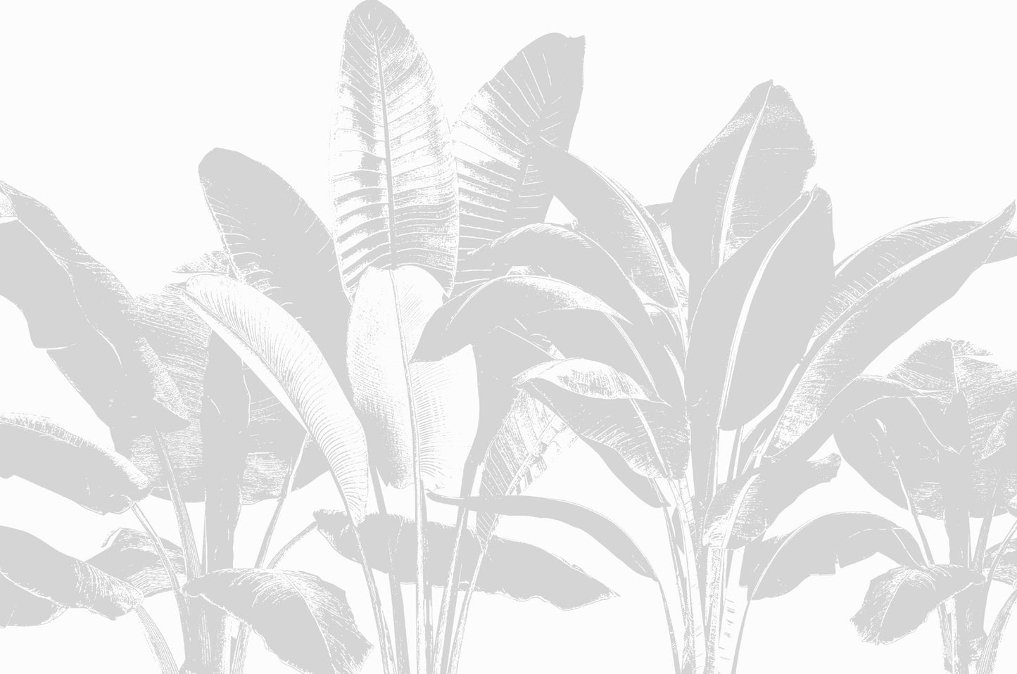 Hojas bananeras grises