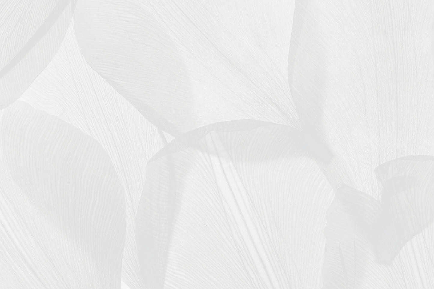 Silueta pétalo gris
